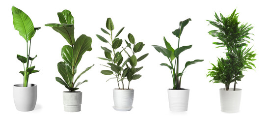 Collection of house plants in pots isolated on white