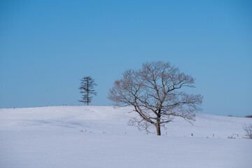 Snowy fields and trees under the blue sky