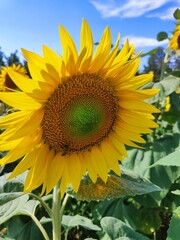 Fototapeta premium The perfection of the sunflower