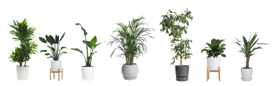 Collection of house plants in pots isolated on white