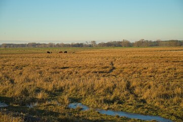 wetland landscape in the Alperstedter Ried in Thuringia