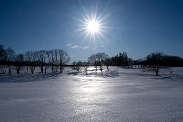 Sunshine and trees in the snowy field