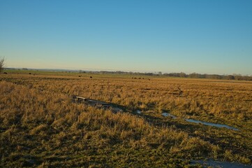 wetland landscape in the Alperstedter Ried in Thuringia