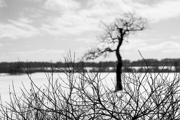 A tree and branch shadows standing on a snowy field