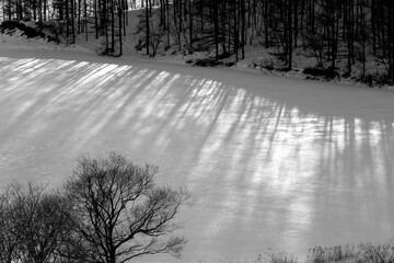 Tree silhouettes reflected in the snowy field