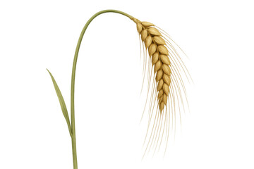 Obraz premium Wheat ear with golden seeds on a green stalk, symbolising natural food, harvest, and cultivation. Transparent background