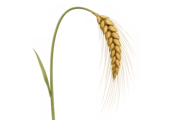 Wheat ear with golden seeds on a green stalk, symbolising natural food, harvest, and cultivation. Transparent background