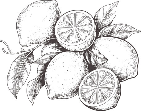 Black and white hand drawn lemon with leaves and slices
