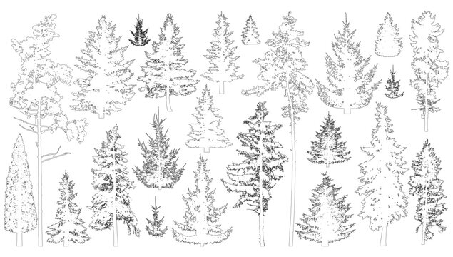 Contours of coniferous trees. Set of spruce and pine trees. Vector illustration