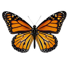 Fototapeta premium Monarch Butterfly Top View Fully Spread Wings Isolated on White Background Professional Insect Photography PNG