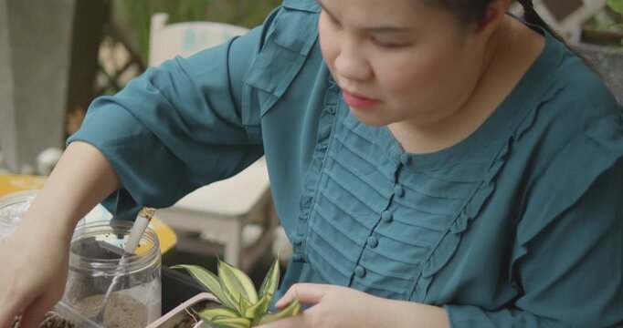A blind gardener, person with blindness disability growing variegated sansevieria plant in small pot using different growing media at home garden background