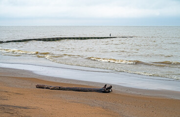 Heron on a Lonely Lakeshore Beach