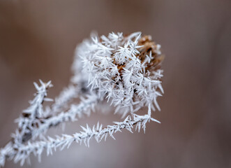 Cold crystals of frost cover the thorns of a burdock plant in a winter garden
