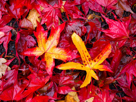 rotes Herbstlaub