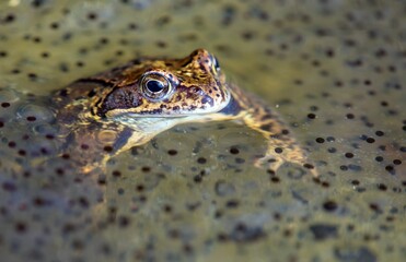 European Common brown Frog Rana temporaria with eggs