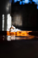 Portrait of a big-eyed funny cat A fluffy kitten lies in a room on a doorstep in a sliver of sunlight