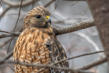 Portrait of a red-shouldered hawk perched in a tree.
