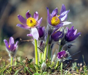 Pasqueflowers pulsatilla grandis greater pasqueflower