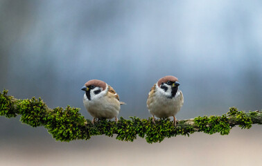 Two little funny sparrow birds are sitting on a branch in a winter park and looking in different directions