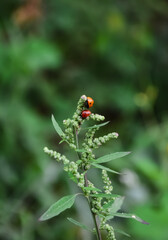 ladybird on a flower © Veronika