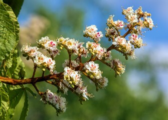horse chestnut flower in latin Aesculus hippocastanum