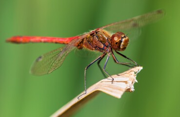 Ruddy darter red dragonfly in latin Sympetrum sanguineum