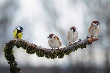 A group of small funny birds sparrows and a titmouse are sitting on a branch in a winter park and looking at each other © nataba