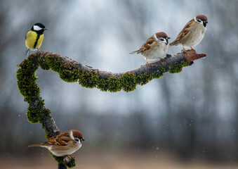  group of small funny birds sparrows and a titmouse sitting on a branch in a winter park © nataba