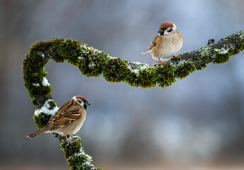 a pair of sparrow birds sitting on a branch with moss in a winter garden © nataba