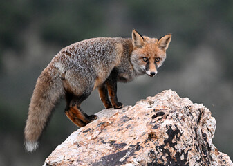 Naklejka premium A red fox in the mountain