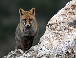 Red fox (Vulpes vulpes) standing on a rock