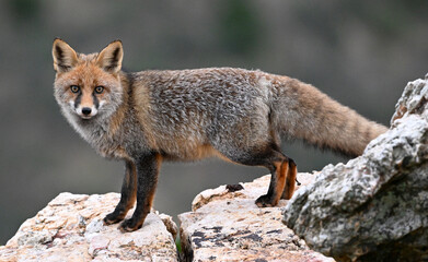 a beautiful red fox in the mountain
