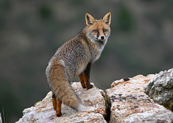 a beautiful red fox in the mountain