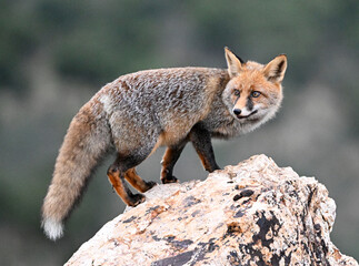 A red fox in the mountain