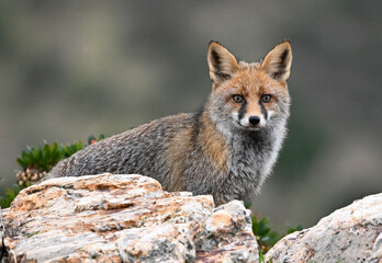 a beautiful red fox in the mountain