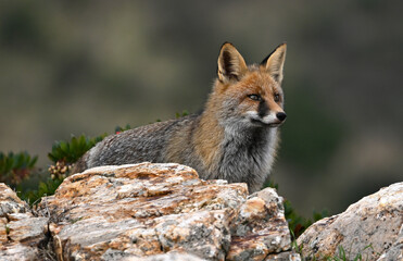 Red fox (Vulpes vulpes) standing on a rock