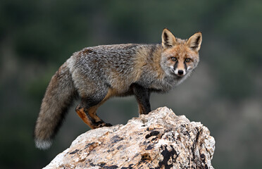 Obraz premium a beautiful red fox in the mountain