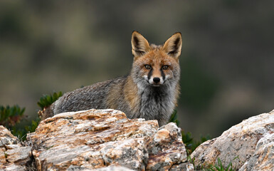 Red fox (Vulpes vulpes) standing on a rock