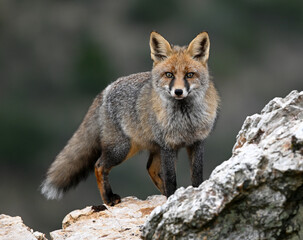 a beautiful red fox in the mountain