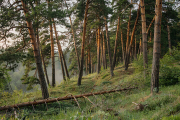 Misty pine forest on a hillside with tall trees, green moss and natural vegetation. Calm woodland landscape with soft light and peaceful atmosphere.