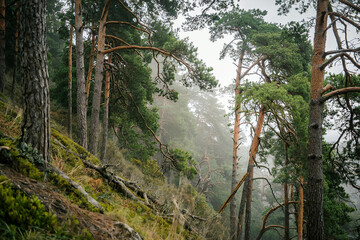 Misty pine forest on a hillside with tall trees, green moss and natural vegetation. Calm woodland landscape with soft light and peaceful atmosphere.