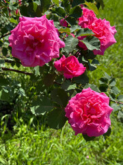 Roses shrub vibrant pink blooms in garden