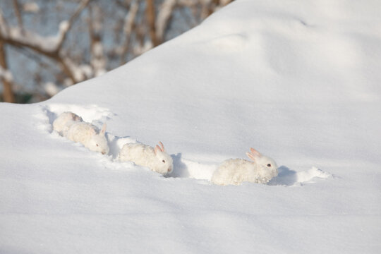 group of white hares running along  snowy path