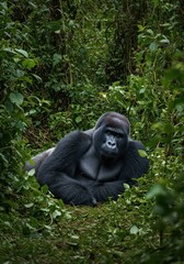 Majestic silverback gorilla resting quietly amidst lush, dense rainforest undergrowth, displaying immense natural power, solitude, and peaceful tranquility ,behavior ,mammal ,natural