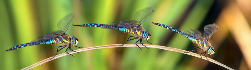 Migrant hawker dragonfly in latin Aeshna mixta insect