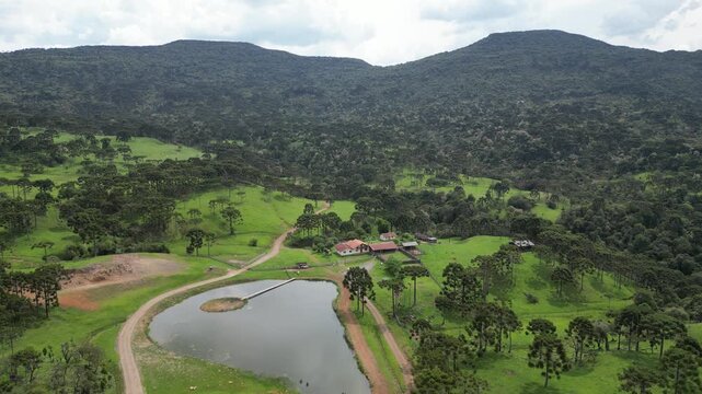 Arvores - Araucarias - Floresta - Verde - Natureza  Urubici - SC