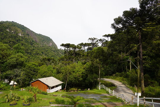 Arvores - Araucarias - Floresta - Verde - Natureza  Urubici - SC