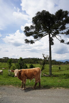 Vacas Pastando Jersey - Arvores - Araucarias - Floresta - Verde - Natureza  Urubici - SC 