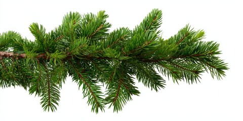 Close-up of evergreen pine branch with lush green needles isolated on white