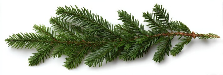Close-up of evergreen pine branch with green needles on white background